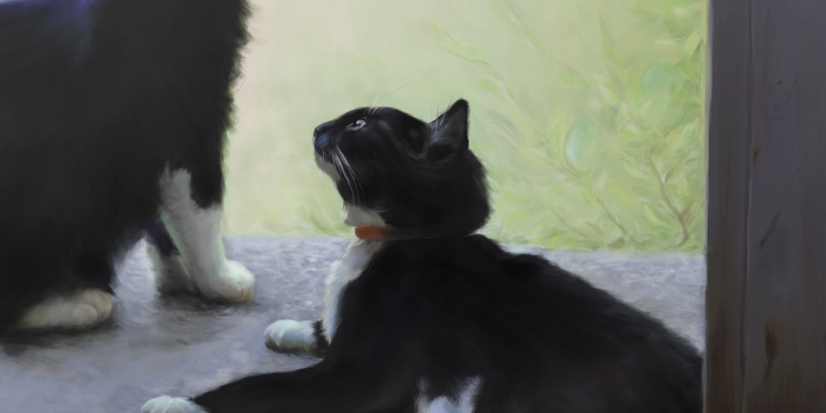 Porträtt av en orientalisk katt mot turkos bakgrund